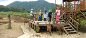 visiting ranca upas