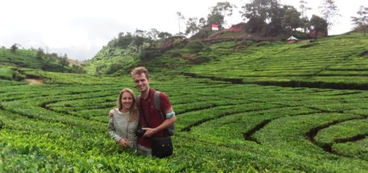 ciwidey tea plantation