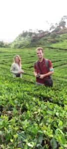 bandung tea plantation