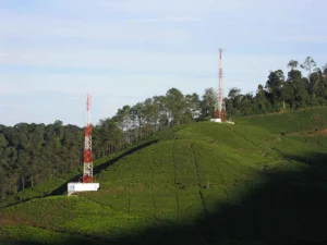 puncak tea plantation