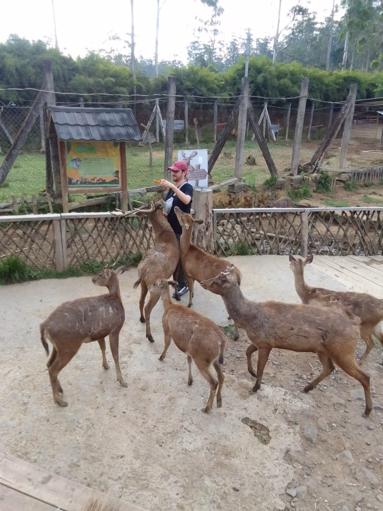 Visitor feeding tame deer at Ranca Upas deer sanctuary in Ciwidey, Bandung